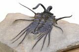 Crazy, Spiny Dicranurus Trilobite - Atchana, Morocco #381164-4